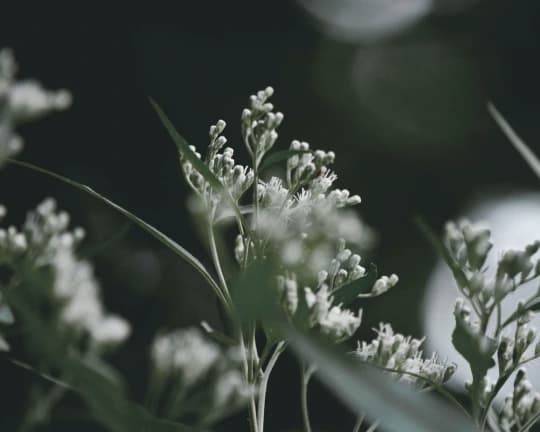 Fleurs