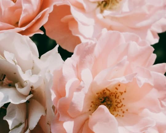 Fleurs